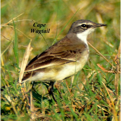 Cape Wagtail